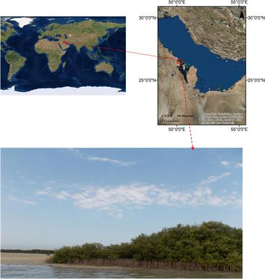 Internodal Analysis of Avicennia marina in the Western Arabian Gulf